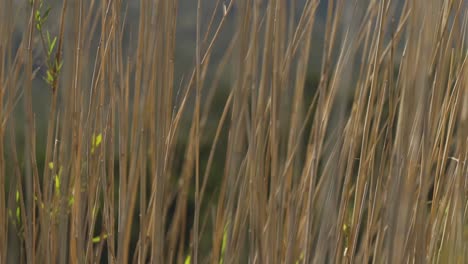 Nahaufnahme-Von-Schilf,-Das-An-Einem-Sommertag-Im-Wind-Weht