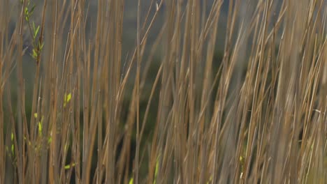 primer plano de juncos en el viento en un día de verano