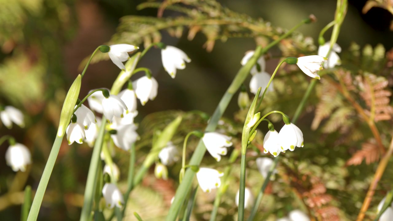 Primo piano di fiori di Leucojum vernum che ondeggiano dolcemente alla luce del sole in un lussureggiante giardino