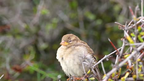 a sparrow rests on a branch in lake tekapo, new zealand, amidst natural greenery with soft lighting