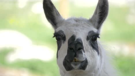 Front-view-of-white-lama---Static-close-up-4k