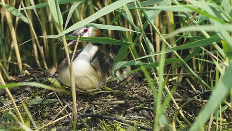 Gelb-Gekrönter-Reiher-Sitzt-Auf-Nest-In-Grashalmen