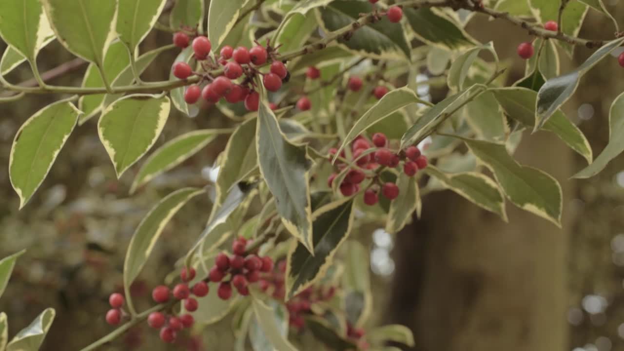 Holly tree with red berries growing outside in the breeze