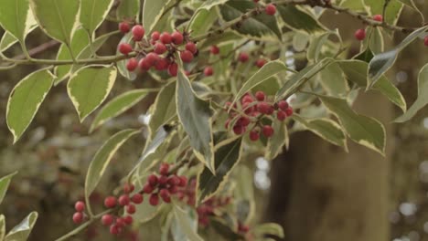 holly tree with red berries growing outside in the breeze