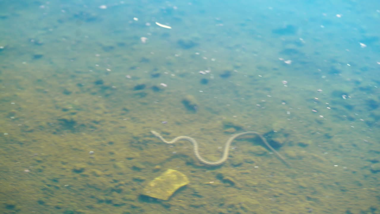 Snake underwater. Snake hunting frogs in the pond