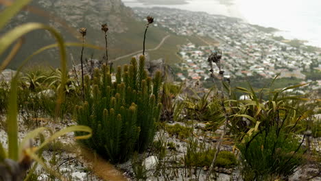 Beautiful-fynbos-vegetation-growing-after-devastating-fire-on-mountain,-houses-at-bottom-visible-in-background