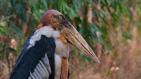 Un-Gran-Pájaro-De-La-Familia-De-Las-Cigüeñas-Común-En-El-Sur-De-Asia-Y-Ahora-En-Peligro-De-Extinción-Debido-A-La-Pérdida-De-Hábitat