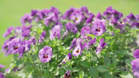 Stiefmütterchenblüten-Bei-Windigem-Wetter