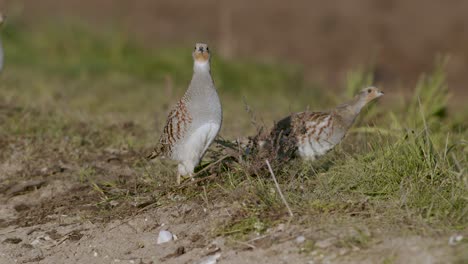 primer plano perfecto de pájaro perdiz gris caminando por la carretera y pradera de hierba alimentándose y escondiéndose