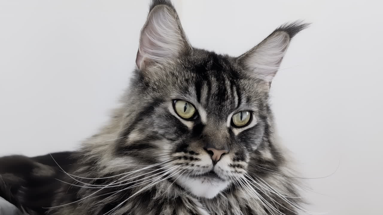 el gato maine coon con ojos llamativos mira a la cámara y luego mira hacia otro lado