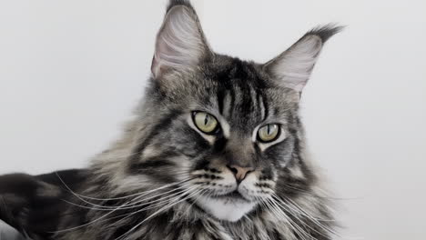 maine coon cat with striking eyes looks into the camera and then looks away