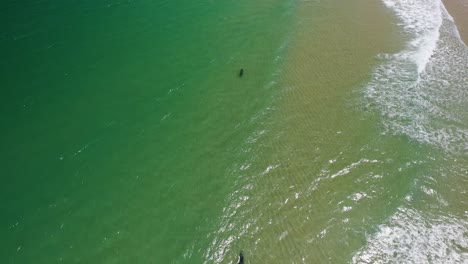 Seals-Swimming-at-Cape-Cod-Beach