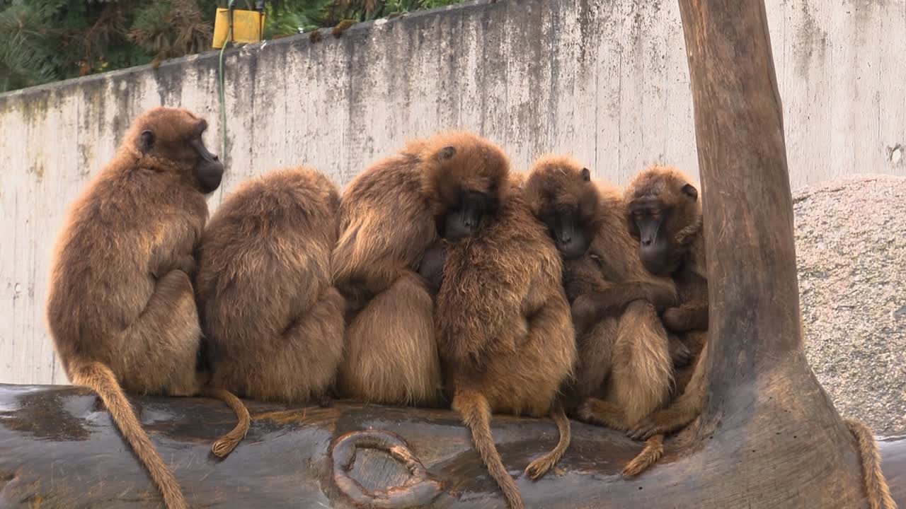 grupos de monos calentándose unos a otros de la lluvia en el zoológico