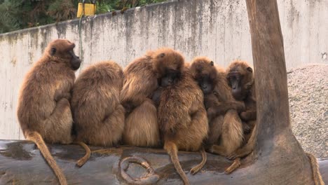 groups of monkeys warming up each other from the rain at the zoo