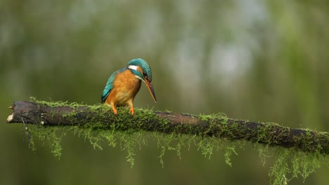 River-kingfisher-on-the-hunt-dives-into-stream,-returns-unsuccessful