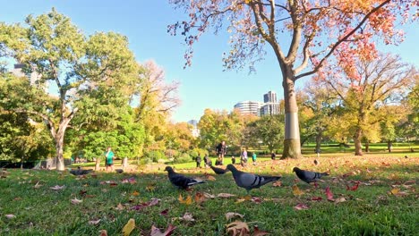 people and birds in a vibrant park