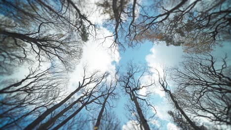 tall trees - view from below