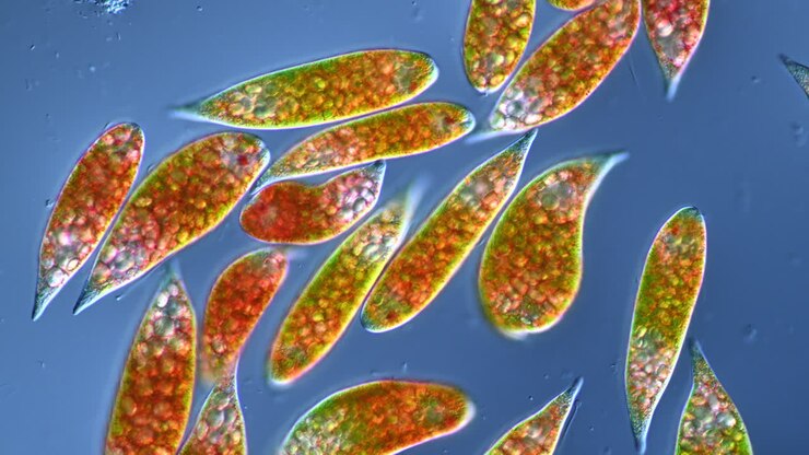 Vibrant Microscopic Algae or Protist Cells