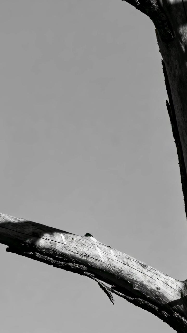 Vertical video: Recording camera capturing limb and trunk against clear sky, knot and twigs visible