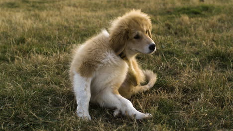 Plano-Completo-De-Un-Adorable-Perro-Dorado-Rascándose-El-Cuello-Afuera-Sobre-El-Césped,-Cámara-Lenta