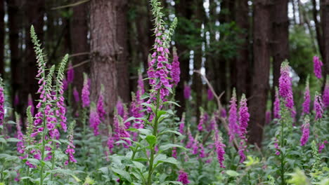 beautiful wild foxglove flowers in an english woodland