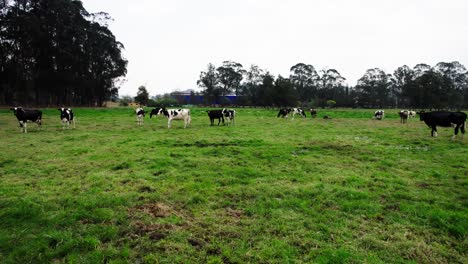 Aerial-view-of-cows-grazing-in-a-field-surrounded-by-grass-under-a-clear-sky-and-trees-in-background