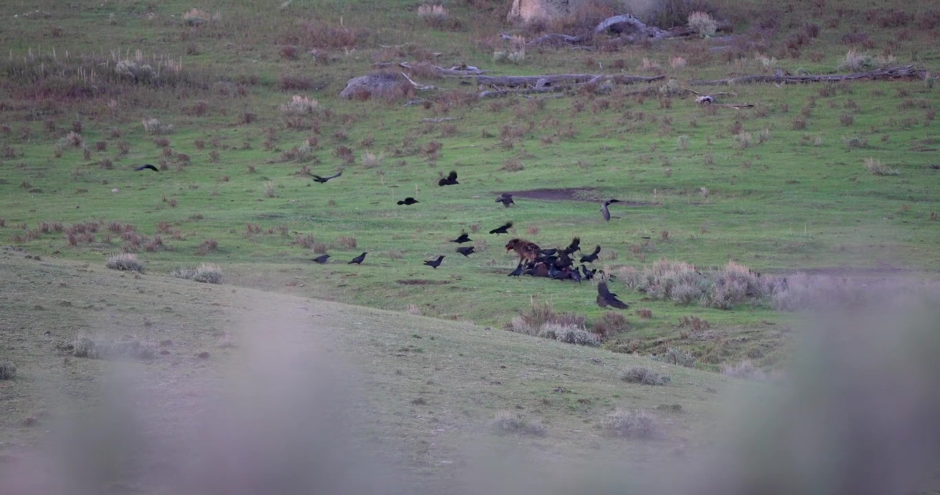 Inquadratura ampia di un lupo grigio che trasporta un pezzo di carne da una carcassa di bisonte prima che i corvidi si avventino per cibarsi. Filmato di fauna selvatica naturale che mostra la catena alimentare in una valle nordamericana