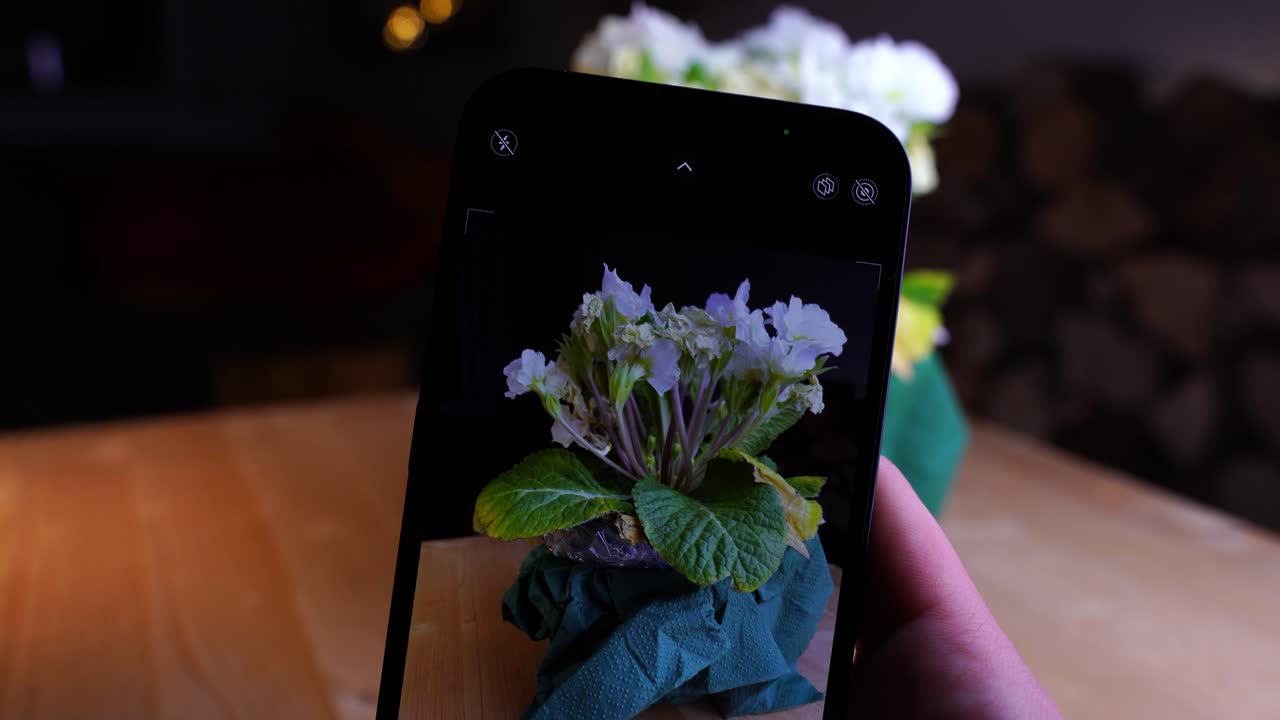 Uma foto de uma pequena planta com flores brancas é tirada com o celular.