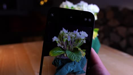 Se-Toma-Una-Foto-De-Una-Pequeña-Planta-Con-Flores-Blancas-Con-El-Teléfono-Móvil