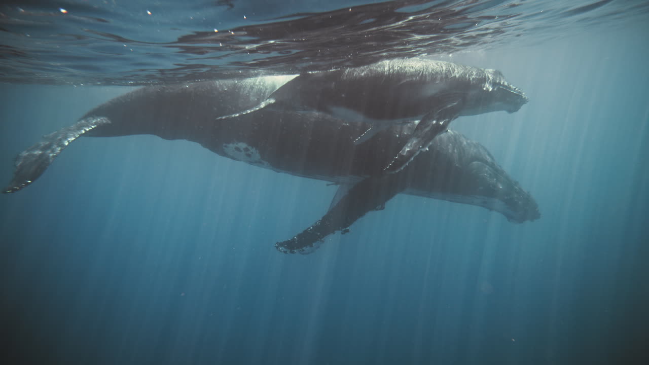 Humpback whale family relaxes at ocean water surface calmly enjoying and teaching