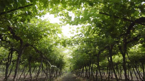 slow cinematic shot of walking through a row of grape vineyard