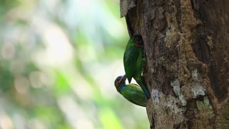 A-couple-of-male-and-female-barbets-building-their-nest-on-a-tree-trunk,-Blue-eared-Barbet-Psilopogon-cyanotis,-Kaeng-Krachan,-Thailand