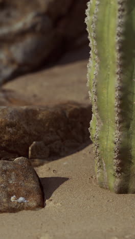 close up of a cactus growing in the desert