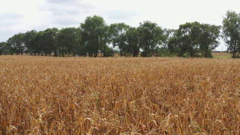 Toma-De-Drones-De-Campo-De-Maíz-Maduro-Y-Tráfico-En-Carretera-Rural