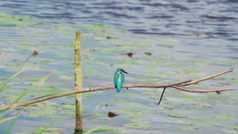 wide rearview of kingfisher perched on branch over idyllic pond in friesland netherlands