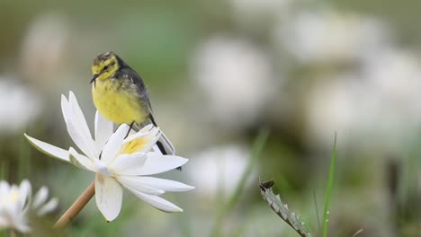 Closeup-of-Yellow-Wagtail-Bird-on-water-lily-Flower-in-Morning