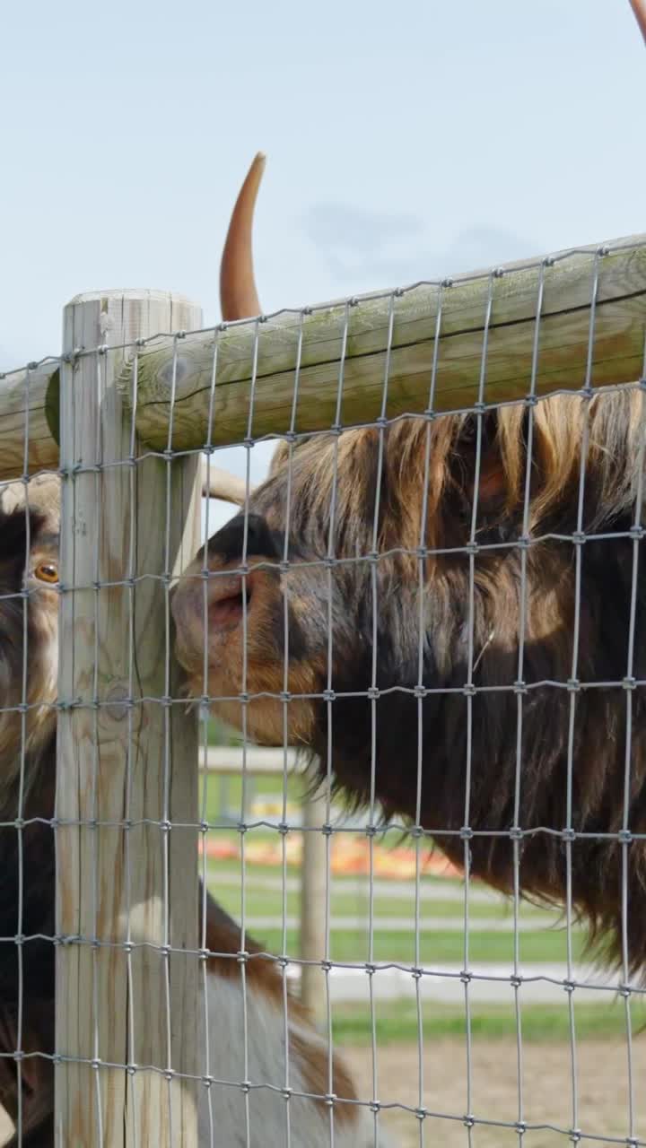 A Highland cow enjoys a snack from a visitor’s hand behind the fence in a zoo enclosure