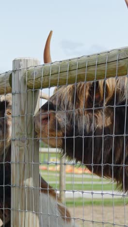 a highland cow enjoys a snack from a visitor’s hand behind the fence in a zoo enclosure