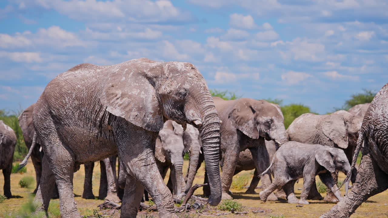 African Elephants in a Herd