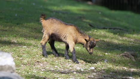 Close-up-shot-of-cute-baby-goat-grazing-on-hilly-green-grass-field-in-sunlight