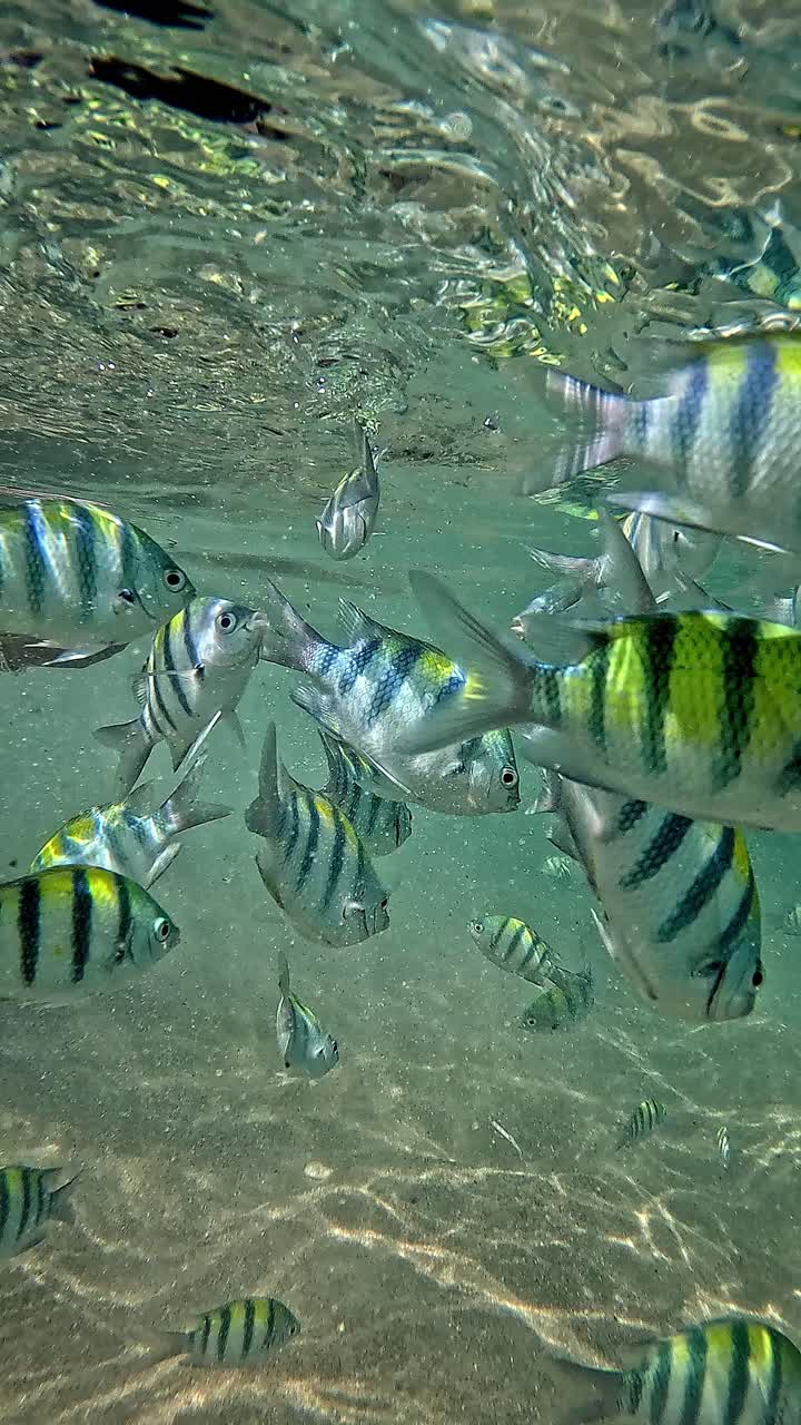Schools of Sergeant major or Abudefduf saxatilis fish swimming in a feeding frenzy in the shallow beach of Krabi Thailand