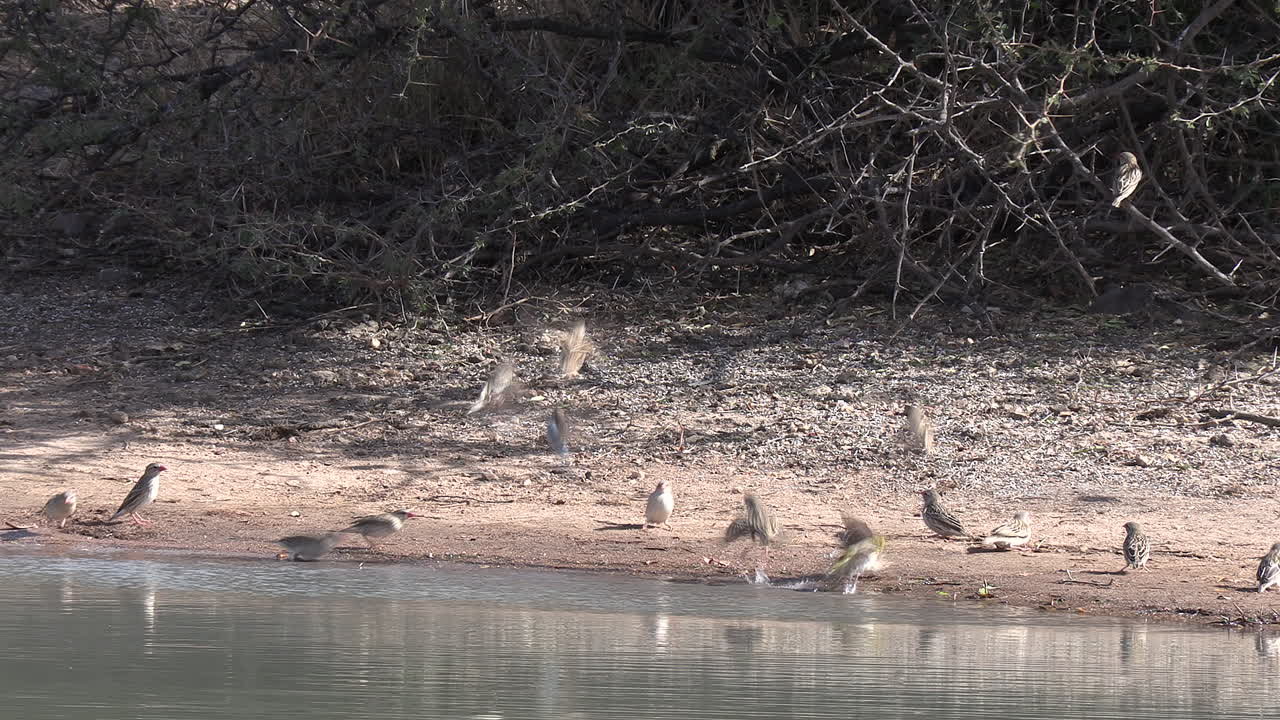 una bandada de pájaros quelea de pico rojo bebiendo agua junto con otros pájaros pequeños