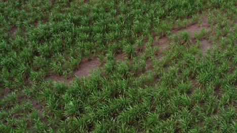 Rising-aerial-drone-shot-revealing-a-orange-wet-sand-dirt-road-surrounded-by-green-tropical-Sugar-Cane-fields-blowing-in-the-wind-growing-in-Tibau-do-Sul,-Rio-Grande-do-Norte-Brazil-on-an-overcast-day