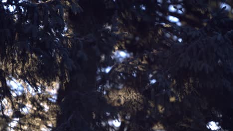 Pan-Shot-through-Forest-of-evergreens-getting-hit-by-the-first-rays-of-sun-on-a-cold-windy-morning---SLOMO