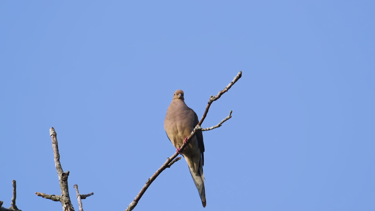 una paloma de luto beige encaramada en la copa de un árbol sin hojas contra un fondo de cielo azul