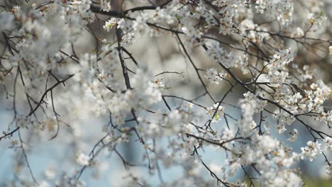 delicate flowers of the cherry tree in bloom