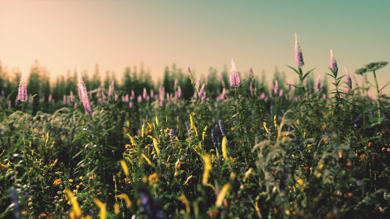 flores en el campo de la montaña durante el amanecer en el tiempo de verano
