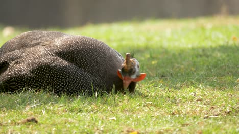 slow-motion side view of adult helmeted guineafowl bird, beautiful sunny background