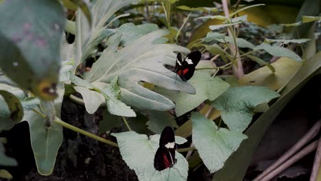 Two-Postman-Butterflies-Perched-On-Lush-Leaves-In-Rainforest