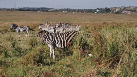 Kleine-Zebraherde-Weidet-Hohes-Gras-In-Der-Nähe-Einer-Gemeinde-Im-Ländlichen-Afrika